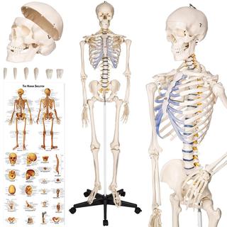 Lot 541  
            Chesterfield SR35 - Collection or Optional Delivery Available 

                
TECTAKE SKELETON - LIFE-SIZED HUMAN SKELETAL SYSTEM, WITH MOBILE STAND, ANATOMY P...