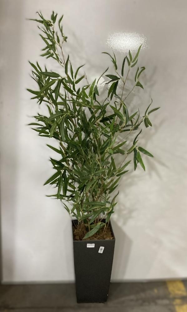 Lot 95  
            Chesterfield SR38 - Collection 

                
DFS ARTIFICIAL PLANT IN SLATE GREY PLANT POT (COLLECTION ONLY) (LOCATION: SR38 B1...