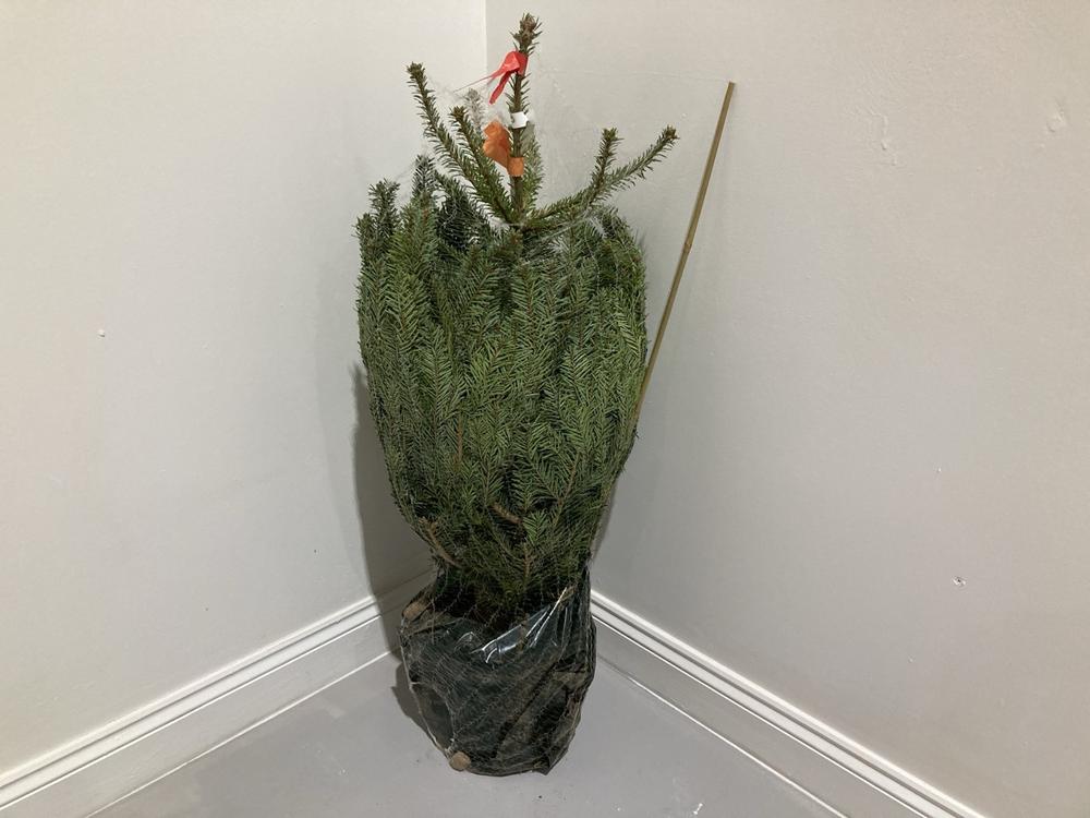 Lot 399  
            Birmingham SR104 - Collection or Optional Delivery Available 

                
SMALL NORDMANN FIR POT GROWN CHRISTMAS TREE